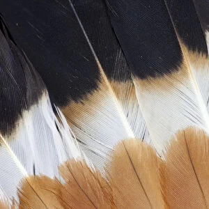 Wing Fanned out on Northern Lapwing