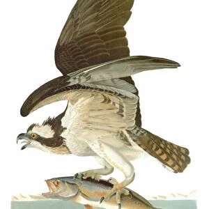 AUDUBON: OSPREY. Osprey, or Fish Hawk (Pandion haliaetus), by John James Audubon for his Birds of America, 1827-38