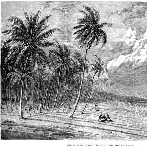 CEYLON, 1875. The Coast of Ceylon, Near Colombo, Looking South. Wood engraving, English, 1875