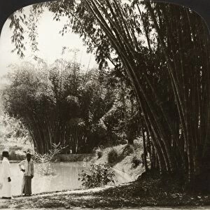 CEYLON: BAMBOO, c1907. Lofty bamboo trees in the beautiful botanical gardens, Peradeniya, Ceylon