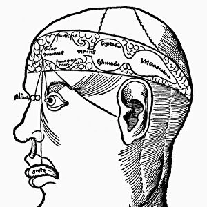 Diagram of the human brain and its relations to the senses and intellectual processes. Woodcut from Margarita philosophica, published by Gregor Reisch in Frieburg, 1503