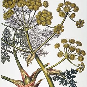 Giant fennel (Ferula persica), a source of asafetida which is used medicinally as an anti-spasmodic: English engraving, 1819