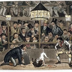 MONKEY-BAITING, 1821. Tom and Jerry Sporting Their Blunt on the Phenomenon Monkey