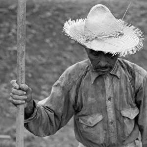 TOBACCO FARM, 1941. A migrant worker on a tobacco farm in Barranquitas, Puerto Rico