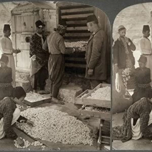 TURKEY: SILKWORMS, c1913. Deadening worms in silk cocoons by steam in Antioch, Turkey