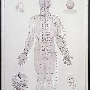 Acupuncture meridian chart