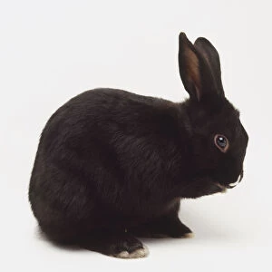Black Domestic Rabbit (Oryctolagus cuniculus) with a white spot on its nose