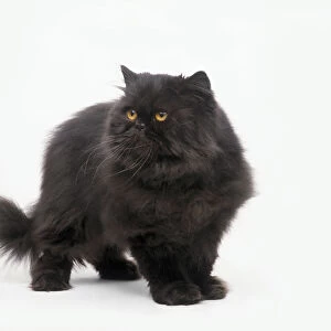 A black longhair cat standing on all fours