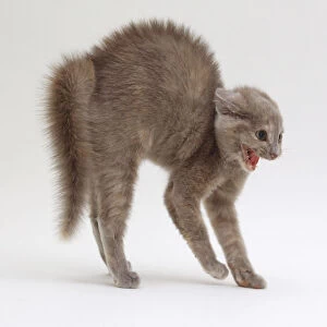Cat arching its back and hissing, close-up, side view