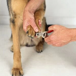 Clipping nails of a German Shepherd dog, close-up