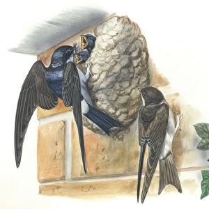 Common House Martin Delichon urbicum feeding young in nest, illustration