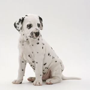 Dalmatian puppy dog, sitting on hind legs