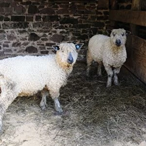 England, devon, two wensleydale sheep in barn
