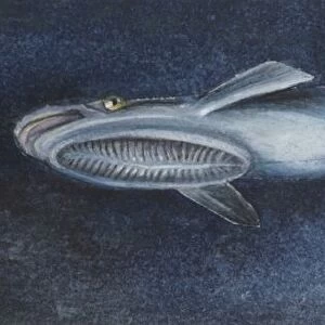 Fishes: Echeneidae, Remora - Live sharksucker, (Echeneis naucrates), ill