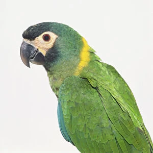Golden-collared Macaw or Yellow-collared Macaw (Primolius auricollis)