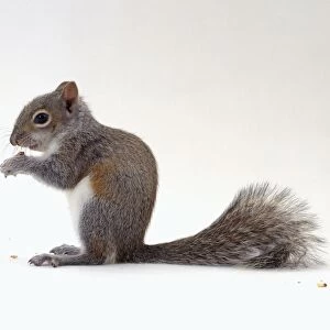 Grey squirrel (Sciurus carolinensis) eating nut, side view