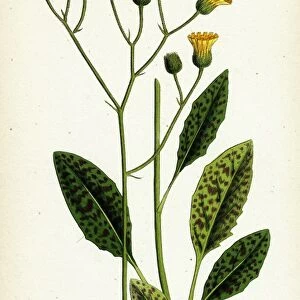 Hieracium maculatum, Spotted Hawkweed