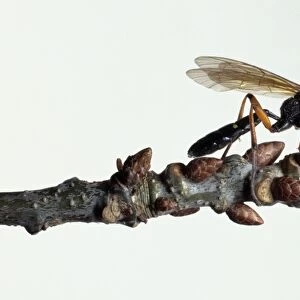 Ichneumon wasp perching on a plant bud