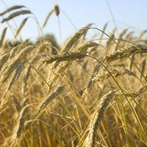 Lithuania, near Druskininkai, field of barley at Liskiava