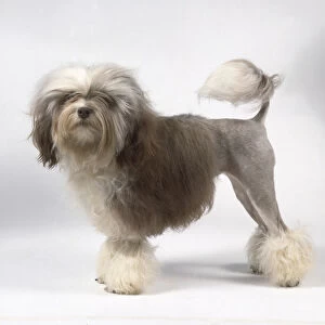 A Lowchen dog with grayish-brown hair on the front of its body, shaved hind quarters, and decorative tufts on its legs and tail