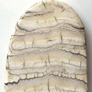 Polished Section of Elephant Tooth