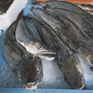 Raw Hake fish laid on crushed ice on display in fishmonger s
