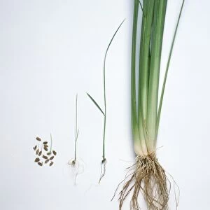 Rice seedlings, 2 days old, 2-3 weeks old, 4-5 weeks old, and fully grown rice stalk