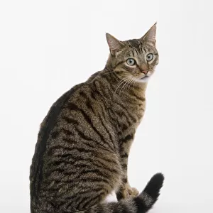 A seated grey tabby cat, facing forward