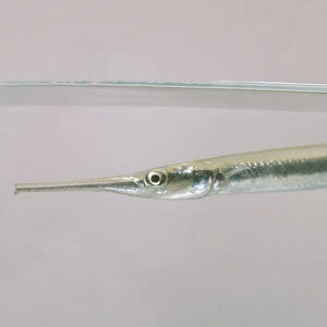 Silver needlefish (Xenentodon cancila) underwater, side view