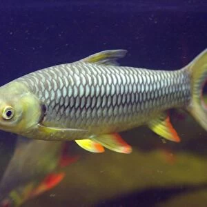 Sultan Fish. Leptobarbus Hoevenii. Zoo of Prague