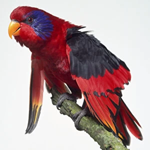 Side view of a Black-Winged Lory, also known as the Blue-Cheeked Lory perching on a lichen-covered branch, with head in profile, showing the orange bill, dark blue band around the eye, red body plumage, and black area on spreading the wings