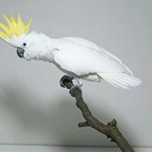 Side view of a Sulphur-Crested Cockatoo with head in profile, perching on a branch while leaning forwards, showing the erect, yellow crest, powerful bill, pure white plumage, short, rounded tail, and short legs with strong feet