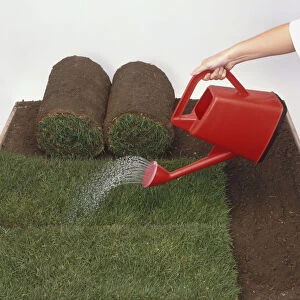 Watering freshly laid turf with watering can