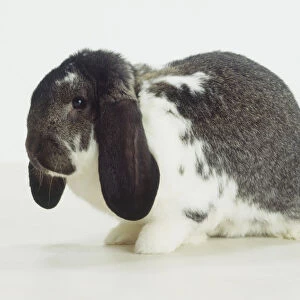 White-grey French Lop Rabbit (Oryctolagus cuniculus), side view