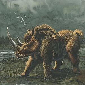Woolly rhinoceros (Coelodonta antiquitatis) in rain, illustration