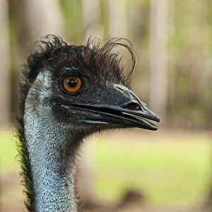 Head of Emu