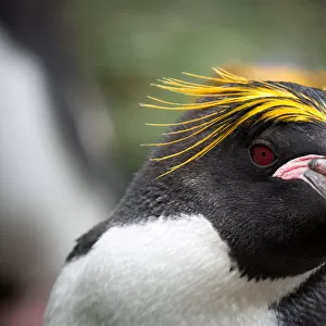 An inquisitive Macaroni Penguin