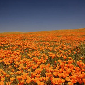 abundance, antelope valley poppy preserve, beauty in nature, california, california poppy