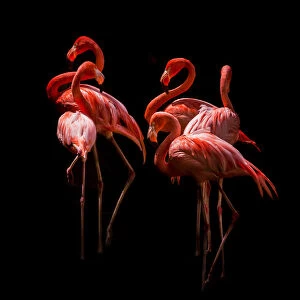 Gregarious Flamingos