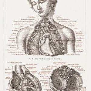Anatomy of the human heart, lithograph, published in 1876