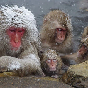 Baby snow monkey sleeping in hot spring bath