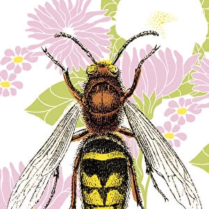 Bee on Flower Wallpaper