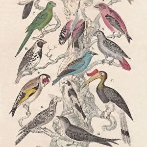 Birds, hand-colored lithograph, published in 1880