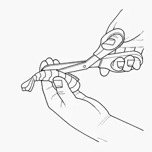 Black and white illustration of deveining prawn using scissors to cut along back