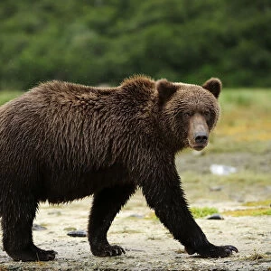 Brown Bear -Ursus arctos- walking along a riverbank, Katmai National Park, Alaska