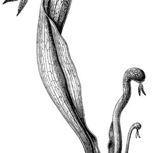 California pitcher plant, cobra lily, or cobra plant (Darlingtonia californica)