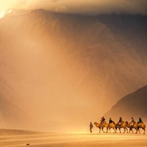 Camel caravan at Nubra valley