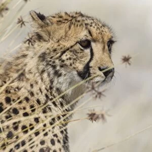 Cheetah -Acinonyx jubatus-, Etosha National Park, Namibia, Africa