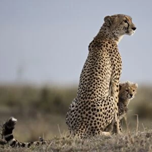 Cheetah and Cub, Masai Mara Game Reserve, Kenya