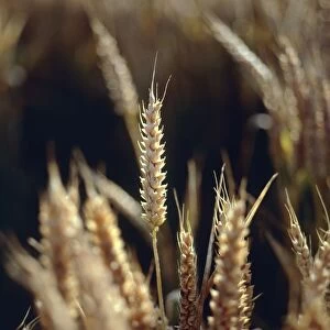 Close-Up of a Young Wheat Crop